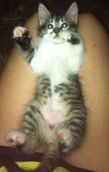 Gato ra a Vira-lata idade 2 a 6 meses nome Penelope