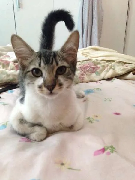 Gato ra a Vira-lata idade 2 a 6 meses nome Penelope