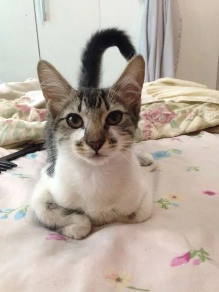 Gato ra a Vira-lata idade 2 a 6 meses nome Penelope