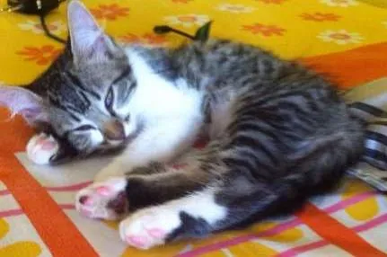 Gato ra a Vira-lata idade 2 a 6 meses nome Penelope