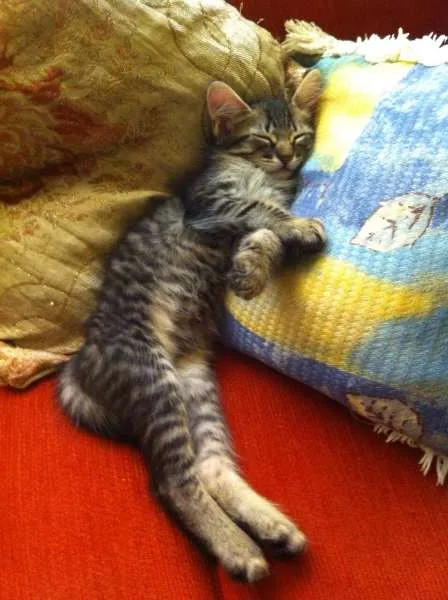 Gato ra a Vira-lata idade 2 a 6 meses nome Panthro