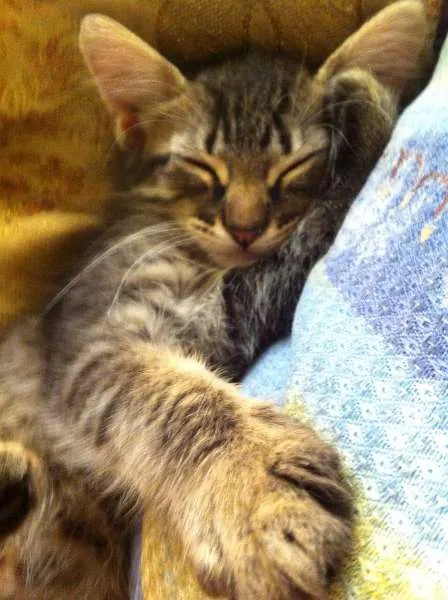 Gato ra a Vira-lata idade 2 a 6 meses nome Panthro