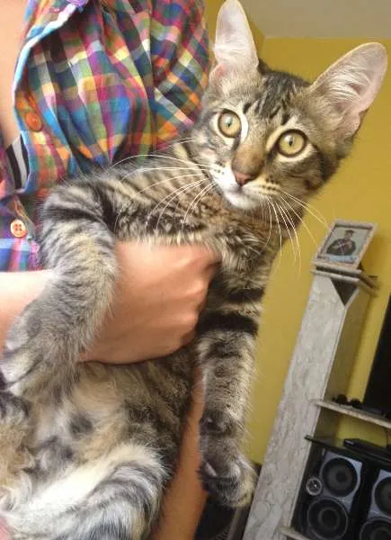 Gato ra a Vira-lata idade 2 a 6 meses nome Panthro