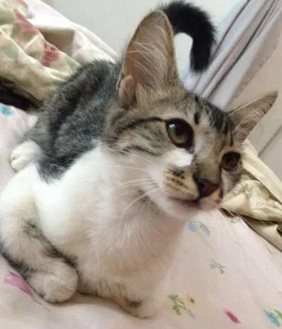 Gato ra a Vira-lata idade 2 a 6 meses nome Penelope