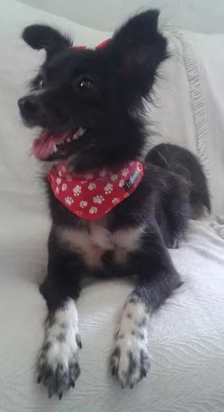 Cachorro ra a SRD idade 2 anos nome Nina