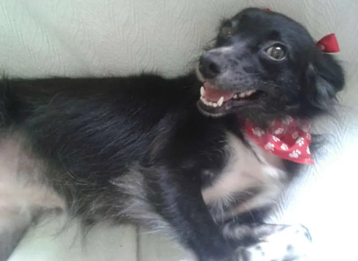Cachorro ra a SRD idade 2 anos nome Nina