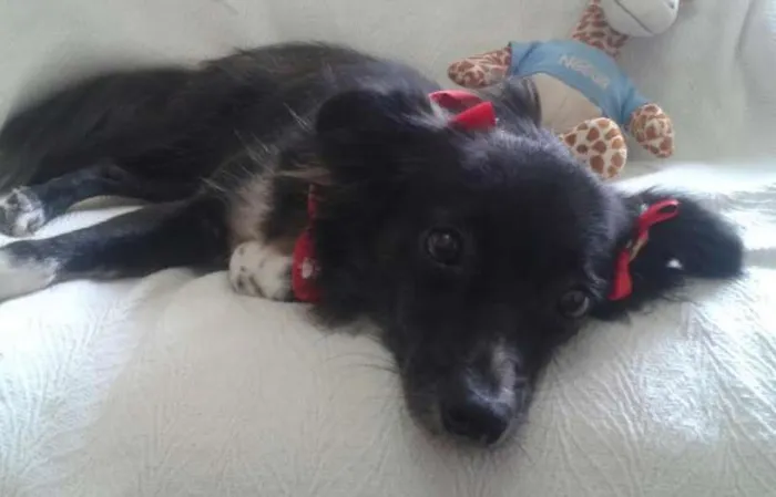 Cachorro ra a SRD idade 2 anos nome Nina