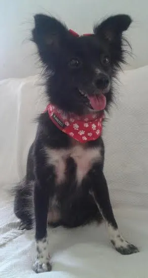 Cachorro ra a SRD idade 2 anos nome Nina