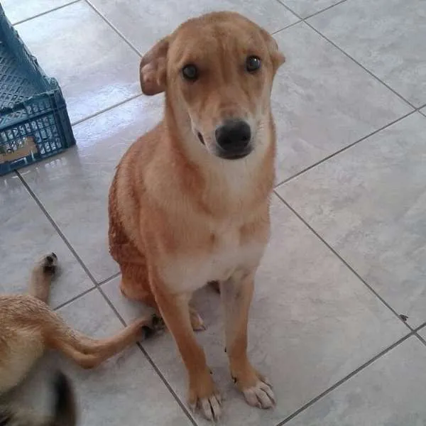 Cachorro ra a SRD idade 7 a 11 meses nome Paçoca