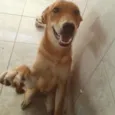 Paçoca