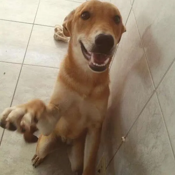 Cachorro ra a SRD idade 7 a 11 meses nome Paçoca