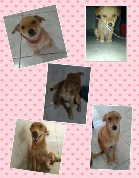 Cachorro ra a SRD idade 7 a 11 meses nome Paçoca