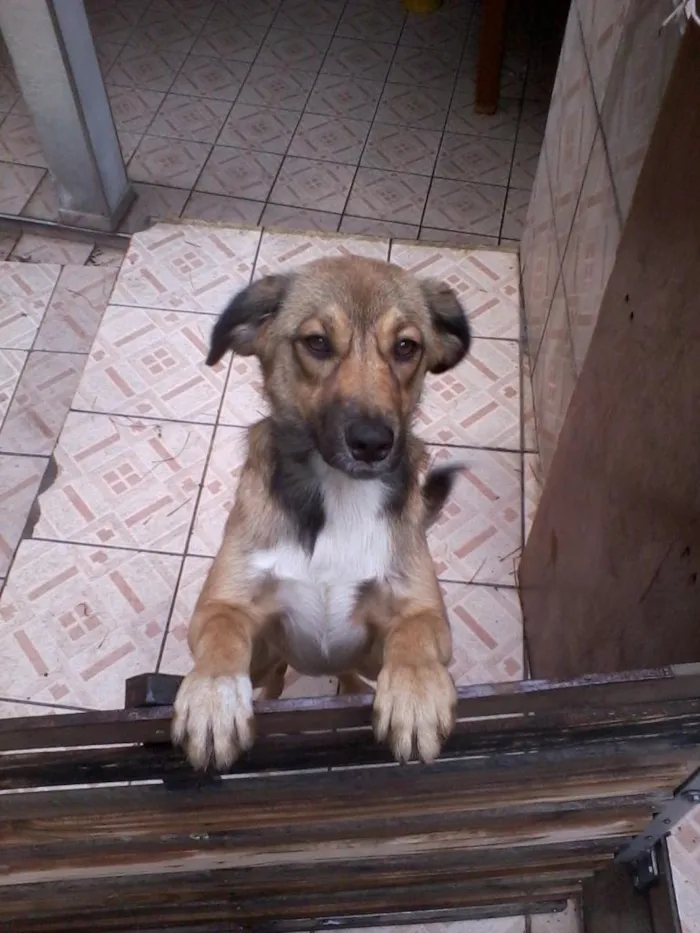 Cachorro ra a srd idade 7 a 11 meses nome escubi