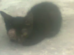 Gato raça vira-lata idade 2 a 6 meses nome sem nome