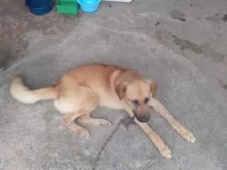 Cachorro ra a pastor com vira lata idade 5 anos nome Radesh