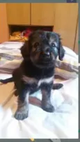 bu..botinha.lola..a