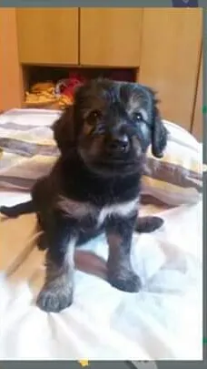 Cachorro ra a srd idade 2 a 6 meses nome bu..botinha.lola..a