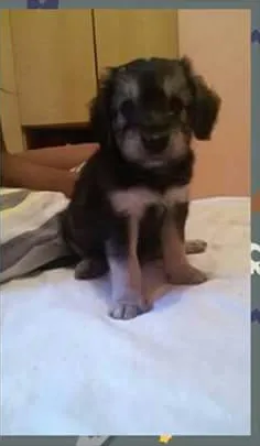 Cachorro ra a srd idade 2 a 6 meses nome bu..botinha.lola..a