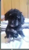 bu..botinha.lola..a