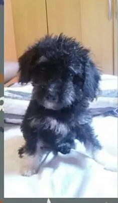 Cachorro ra a srd idade 2 a 6 meses nome bu..botinha.lola..a