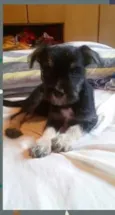 bu..botinha.lola..a