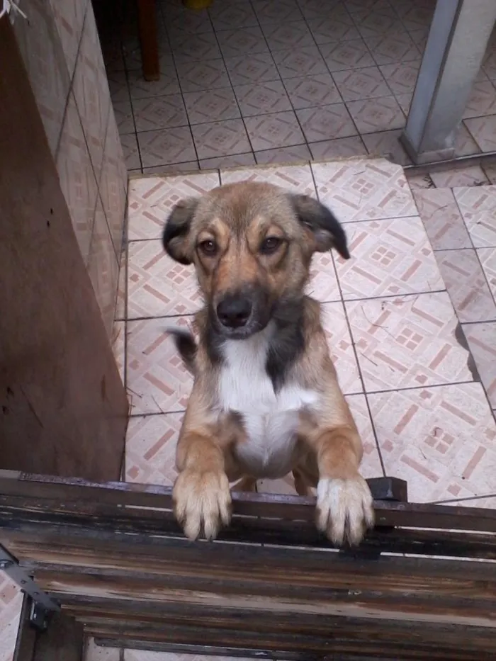 Cachorro ra a srd idade 7 a 11 meses nome Escubi