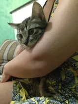Gato ra a indefina idade 2 a 6 meses nome fred