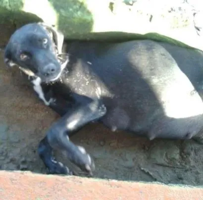 Cachorro raça vira lata idade 2 anos nome pretinha