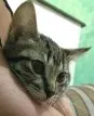 Gato ra a indefina idade 2 a 6 meses nome fred