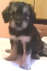 Cachorro ra a srd idade 2 a 6 meses nome bu..botinha.lola..a