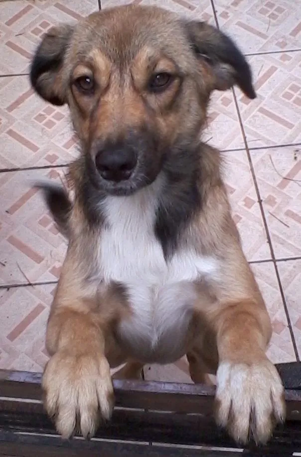 Cachorro ra a srd idade 7 a 11 meses nome escubi