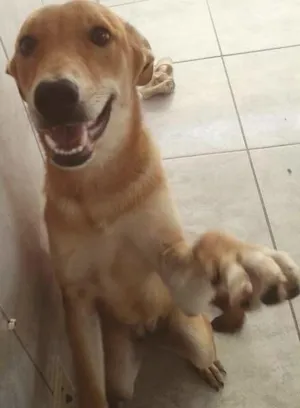 Cachorro raça SRD idade 7 a 11 meses nome Paçoca
