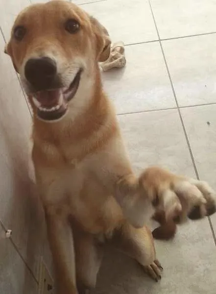 Cachorro ra a SRD idade 7 a 11 meses nome Paçoca
