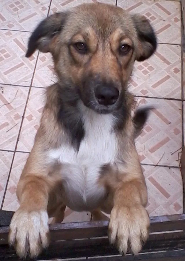 Cachorro ra a srd idade 7 a 11 meses nome Escubi