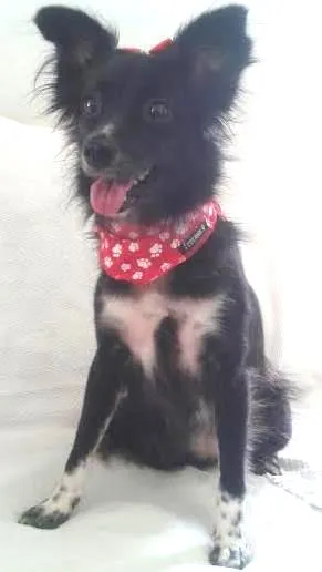 Cachorro ra a SRD idade 2 anos nome Nina