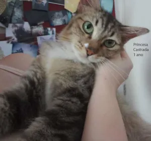 Cachorro raça SRD idade 1 ano nome Princesa