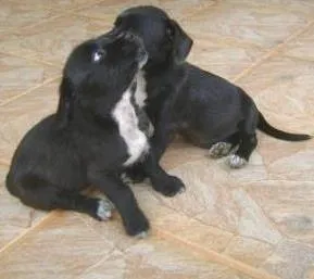 Cachorro ra a mestiça idade Abaixo de 2 meses nome sem nome