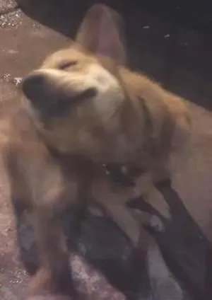 Cachorro raça Acho que é Raposa idade  nome Não sabemos aiinda