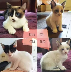 Gato raça SRD idade 7 a 11 meses nome Julia, Toy, Cora e 