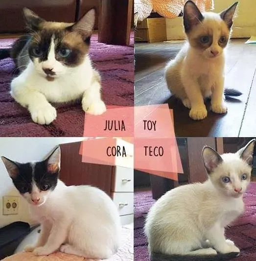 Gato ra a SRD idade 7 a 11 meses nome Julia, Toy, Cora e 