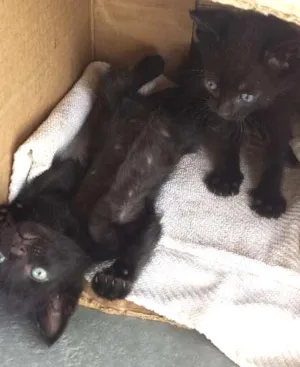 Gato raça Comum idade Abaixo de 2 meses nome Sem Nome
