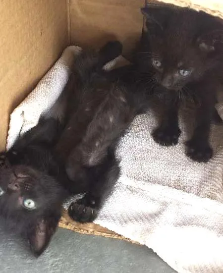 Gato ra a Comum idade Abaixo de 2 meses nome Sem Nome
