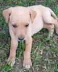 Fofinho