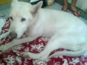 Cachorro raça akita idade 5 anos nome princesa