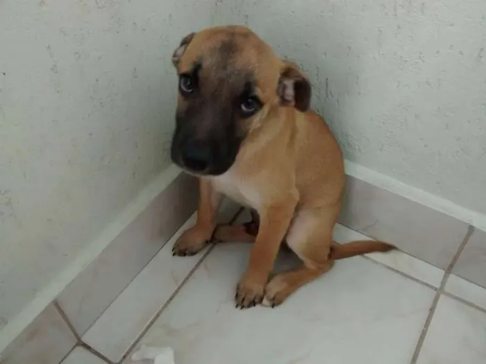 Cachorro ra a vira lata idade 2 a 6 meses nome não tem