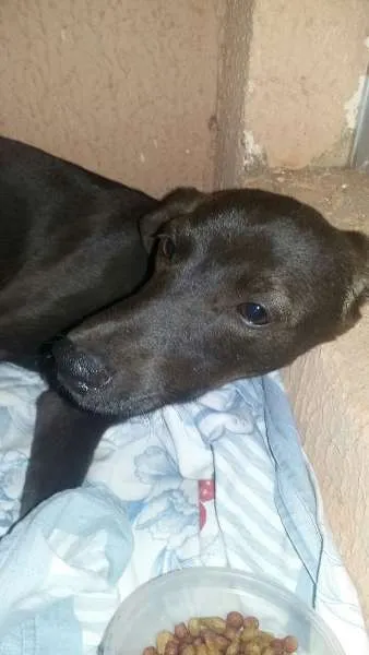 Cachorro ra a Pinscher idade  nome sem nome