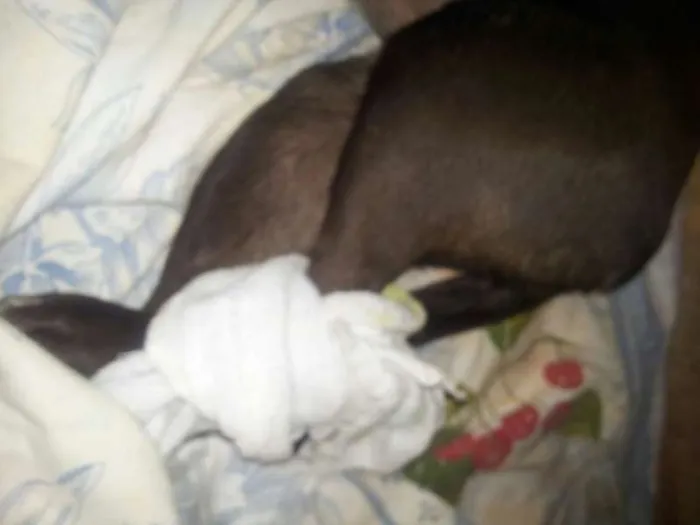 Cachorro ra a Pinscher idade  nome sem nome