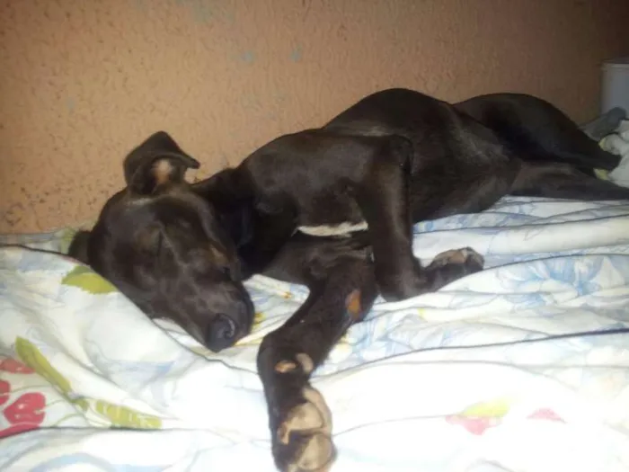 Cachorro ra a Pinscher idade  nome sem nome