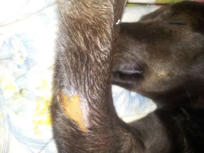 Cachorro ra a Pinscher idade  nome sem nome