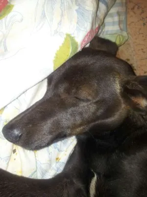 Cachorro raça Pinscher idade  nome sem nome